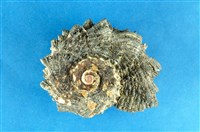 藏品(黑棘冠螺)的圖片